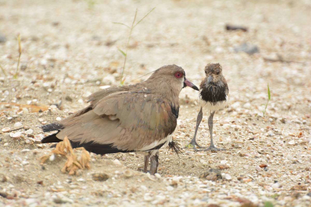 Southern Lapwing - Oliver Prioli