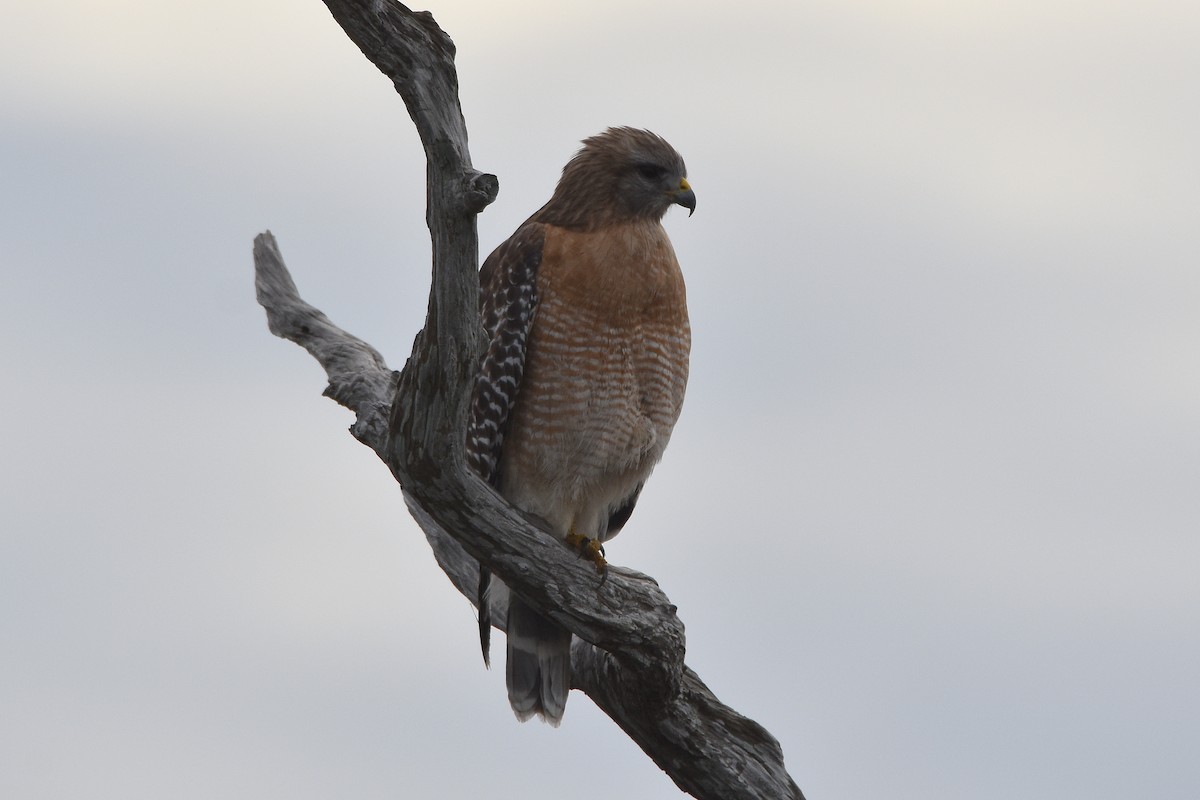 Red-shouldered Hawk (extimus) - ML81847231
