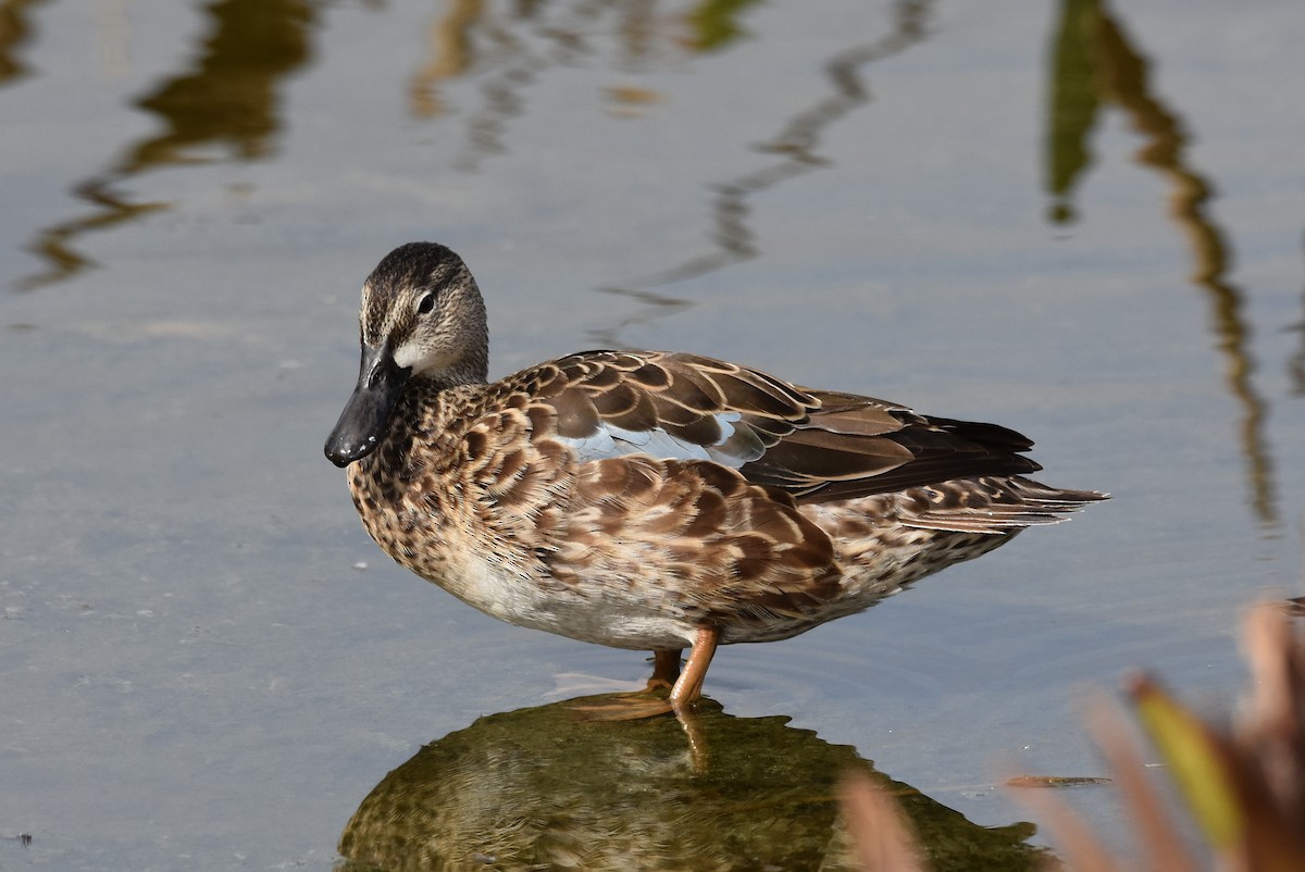 Blue-winged Teal - ML81847311