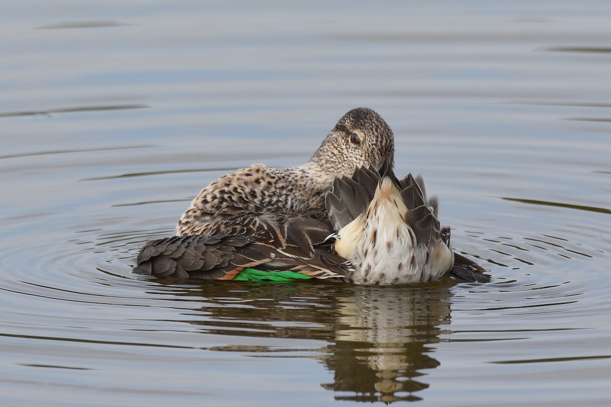 Green-winged Teal - ML81847421