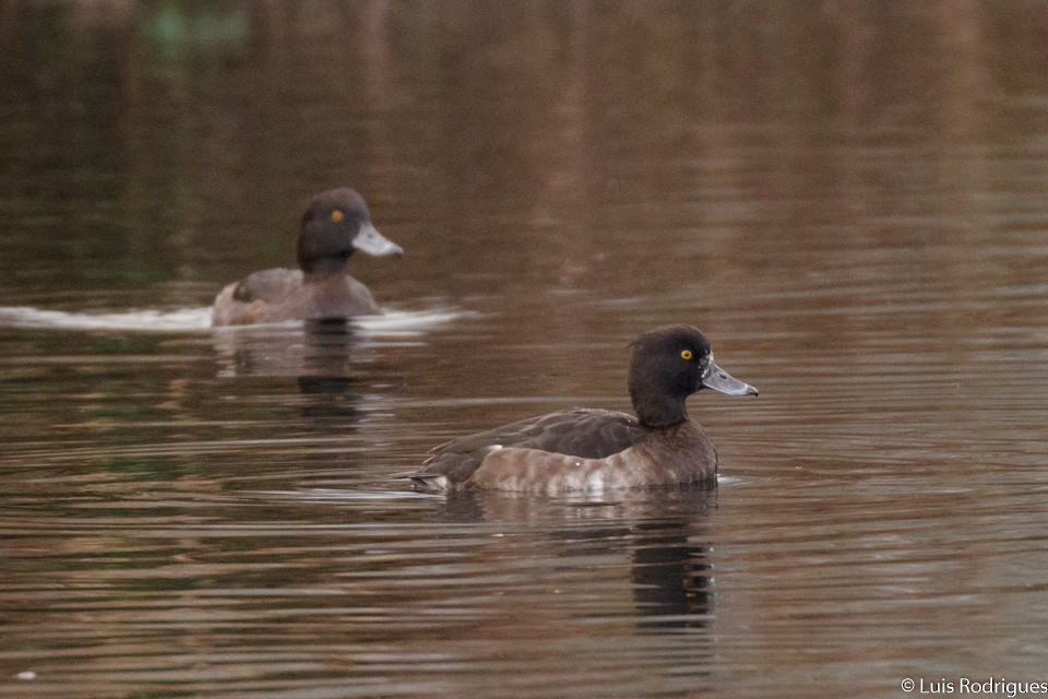 Tufted Duck - Luis Rodrigues