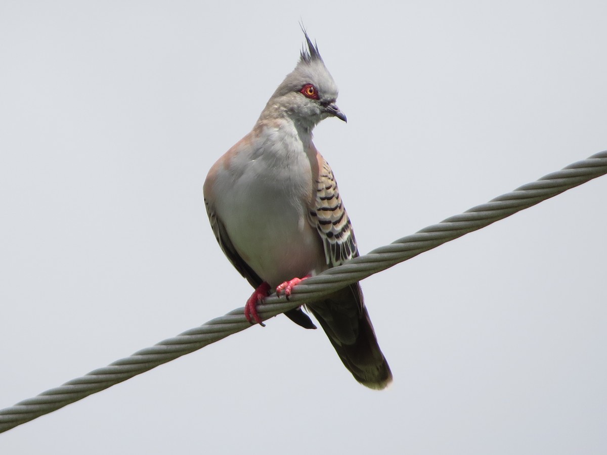 Crested Pigeon - ML81848241