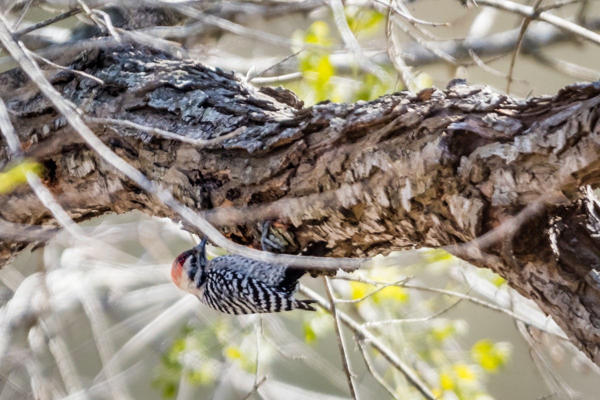 Ladder-backed Woodpecker - Eric Harris