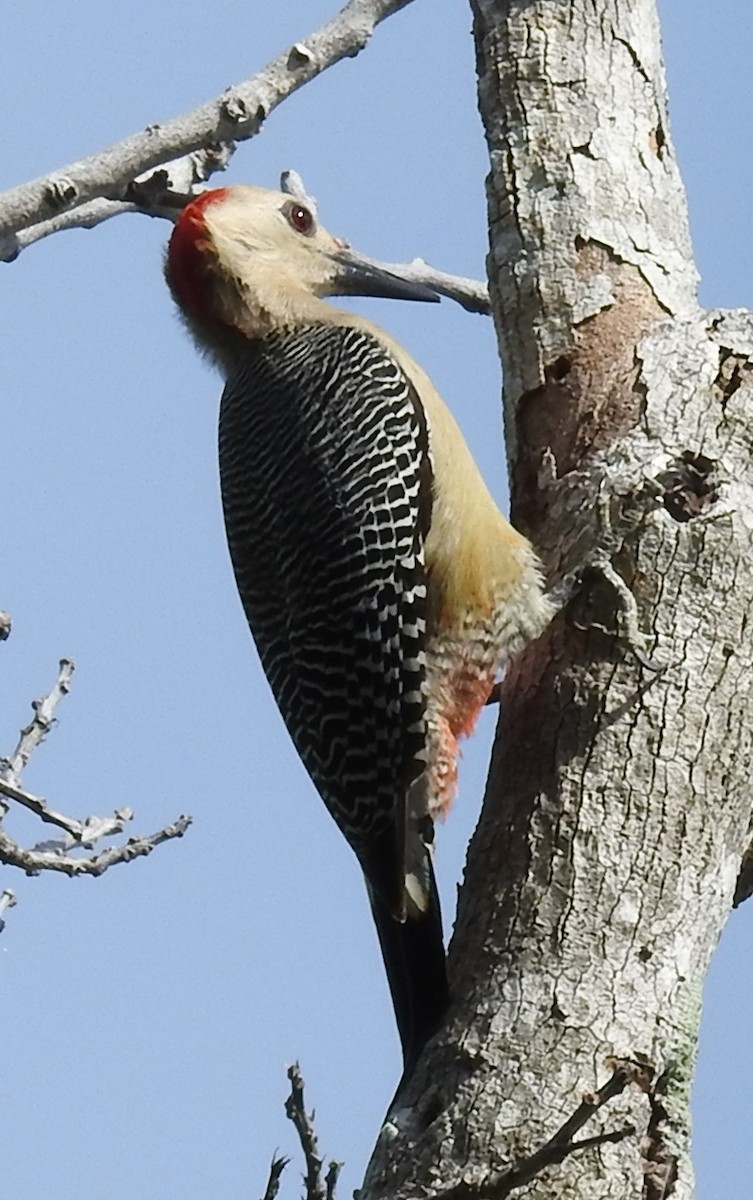 Golden-fronted Woodpecker - ML81849661