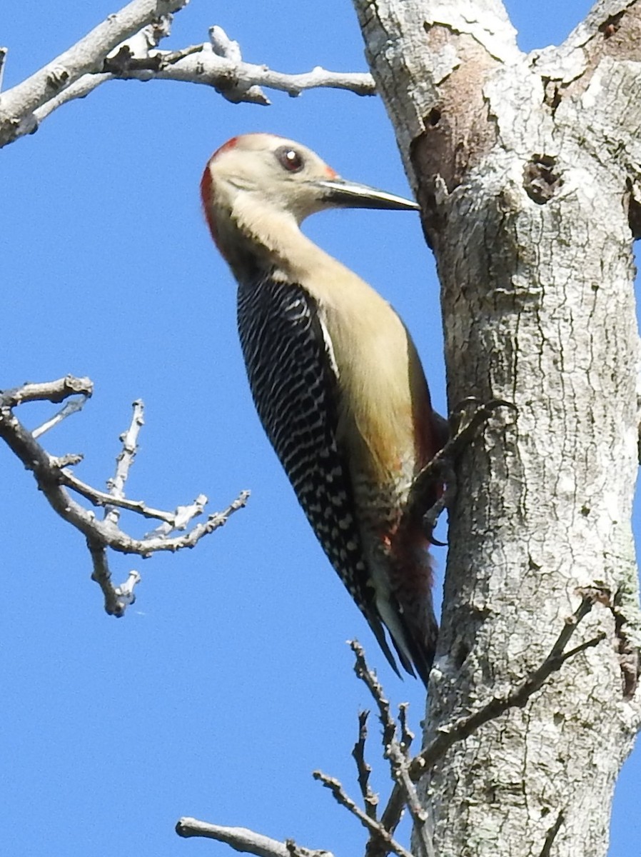 Golden-fronted Woodpecker - ML81849691