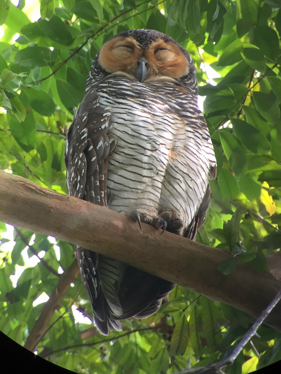 Spotted Wood-Owl - ML81849951
