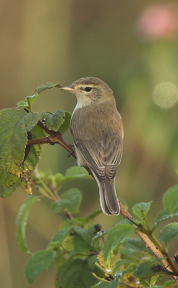 Booted Warbler - ML81853291