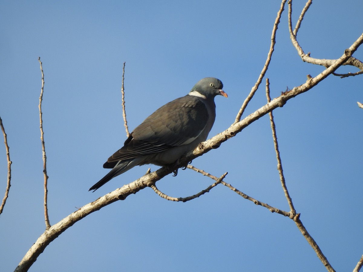 Common Wood-Pigeon - ML81856311