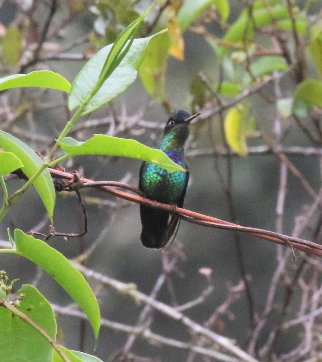 Talamanca Hummingbird - Bradley Waggoner