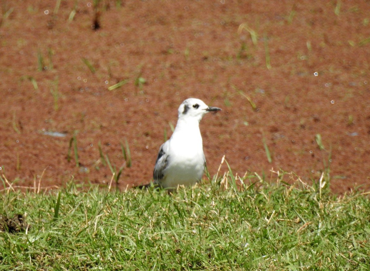 White-winged Tern - bob butler