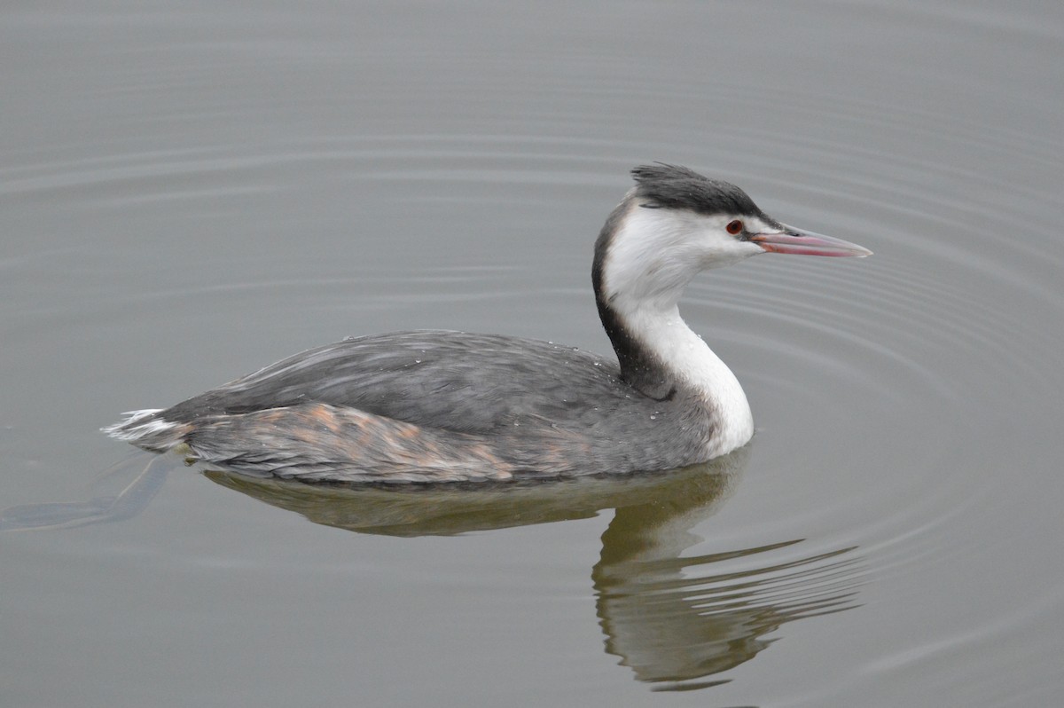 Great Crested Grebe - James Taylor