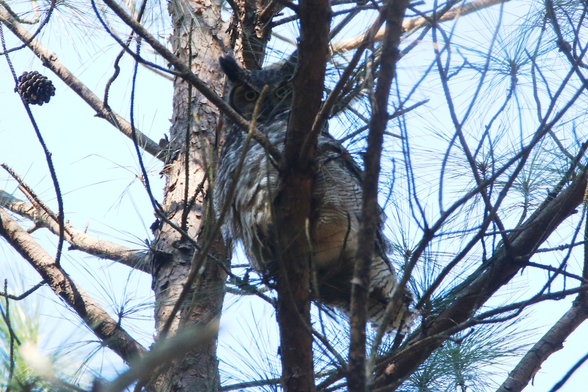 Great Horned Owl - ML81866071
