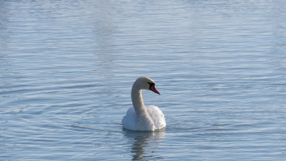 Mute Swan - ML81866351