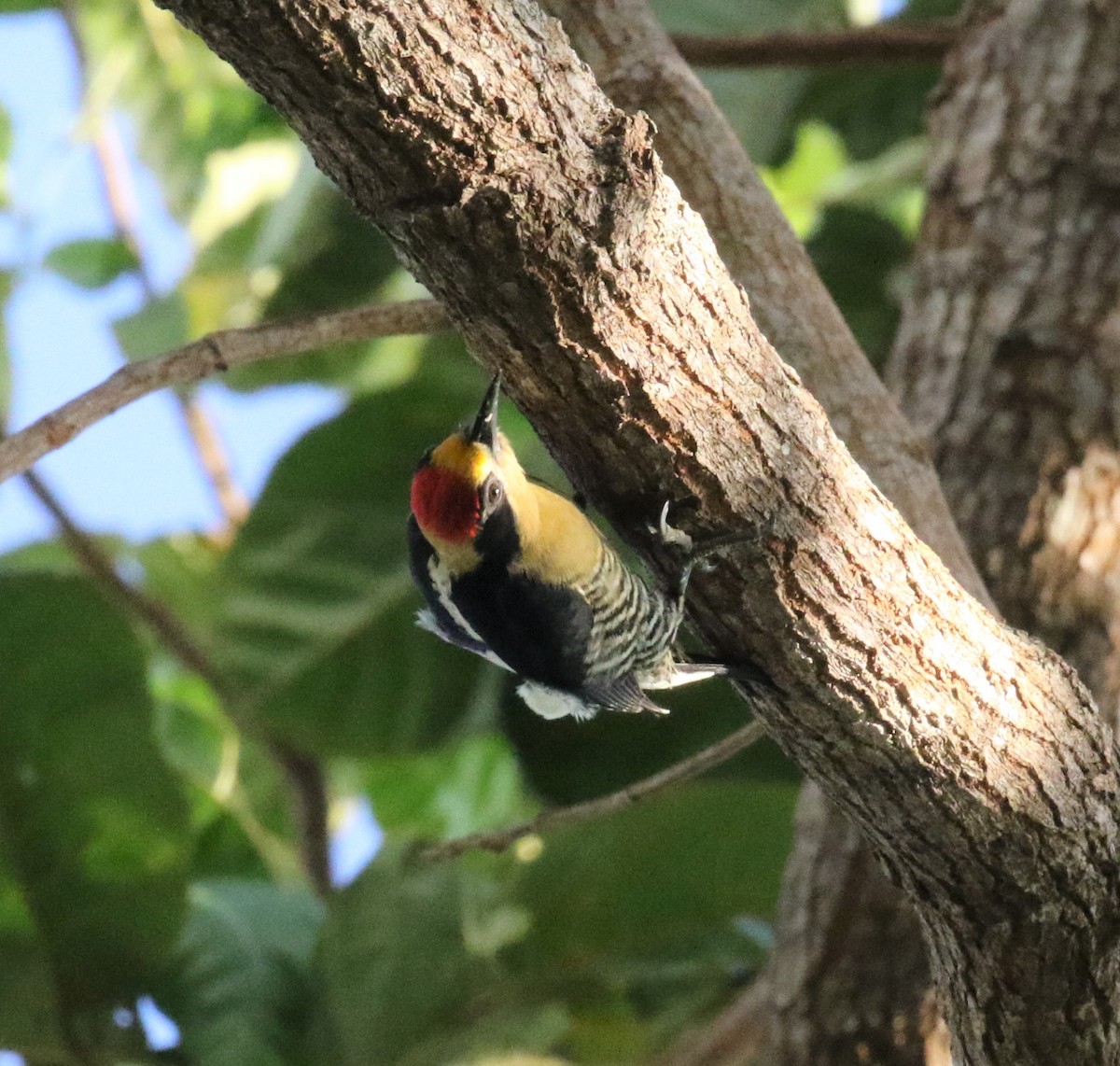 Golden-naped Woodpecker - Bradley Waggoner