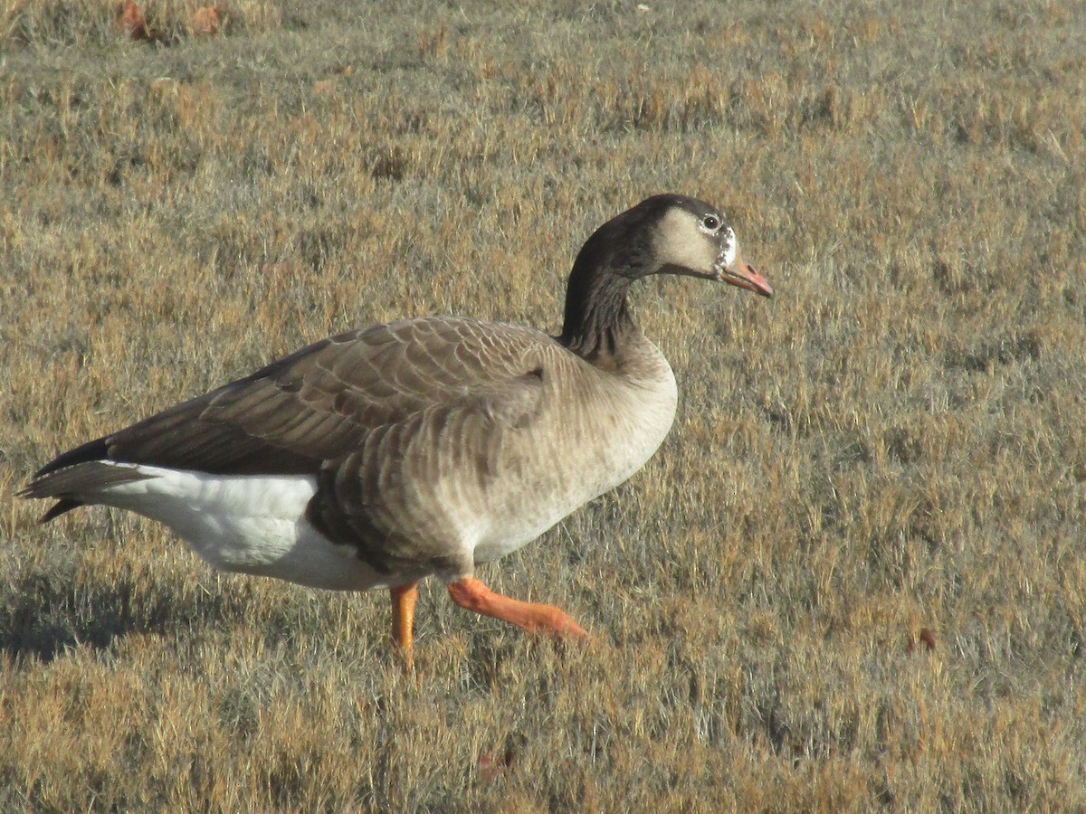 Domestic goose sp. x Canada Goose (hybrid) - ML81869671