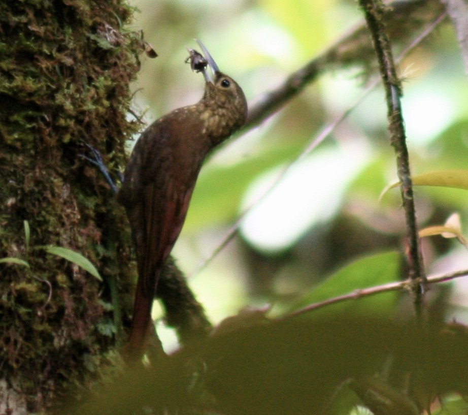 Spotted Woodcreeper - Eric DeFonso 🦑