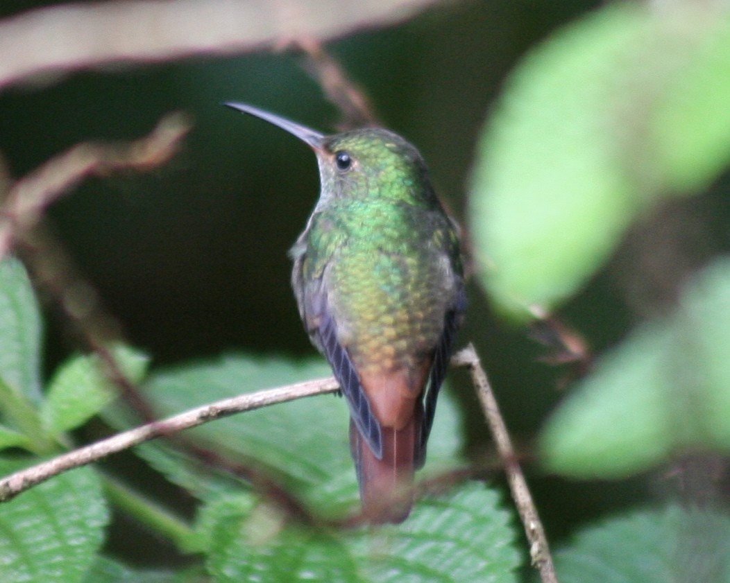 Rufous-tailed Hummingbird - Eric DeFonso 🦑