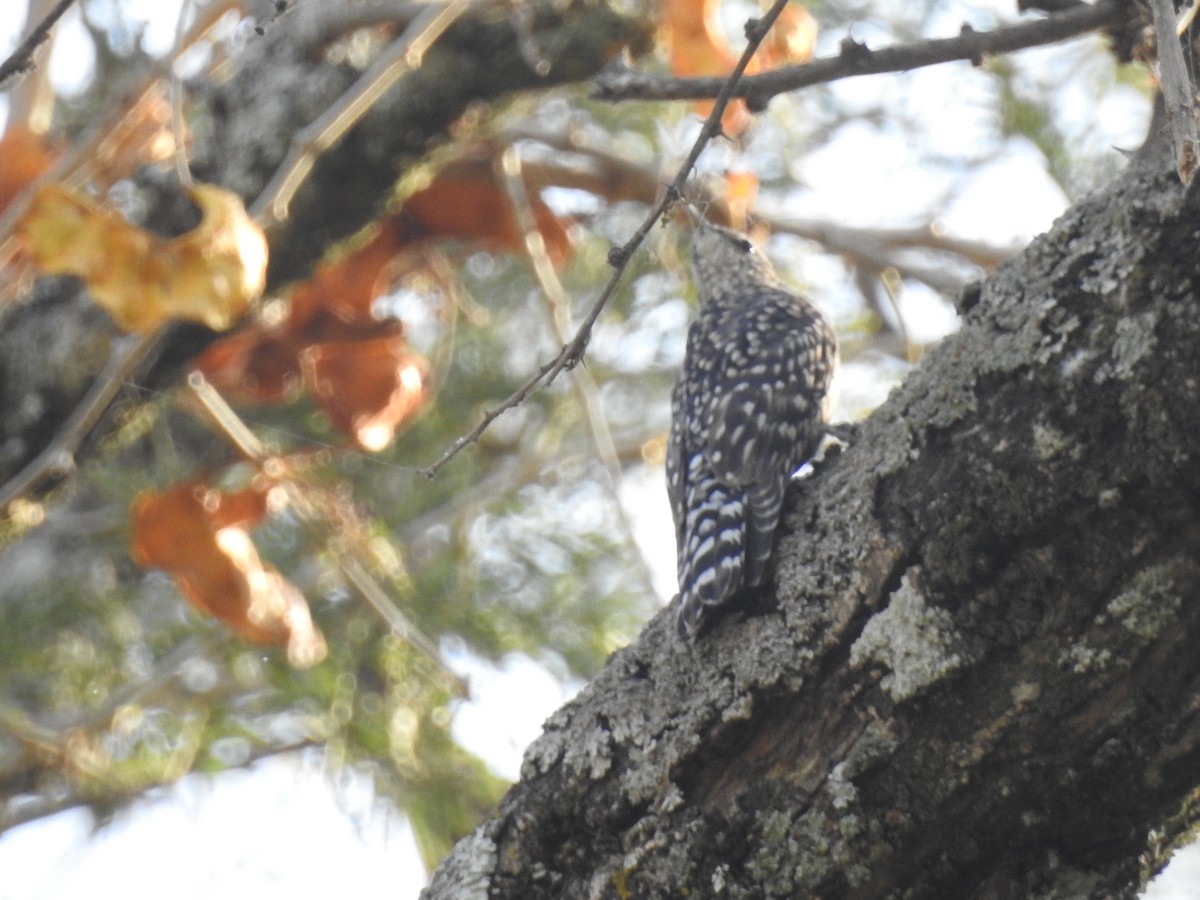 African Spotted Creeper - ML81874301