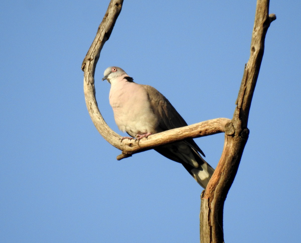 Mourning Collared-Dove - bob butler