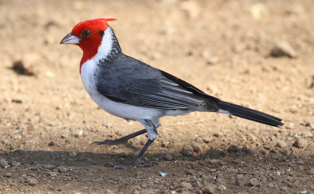 Red-crested Cardinal - Don Coons