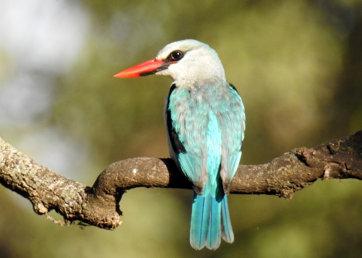 Woodland Kingfisher - bob butler