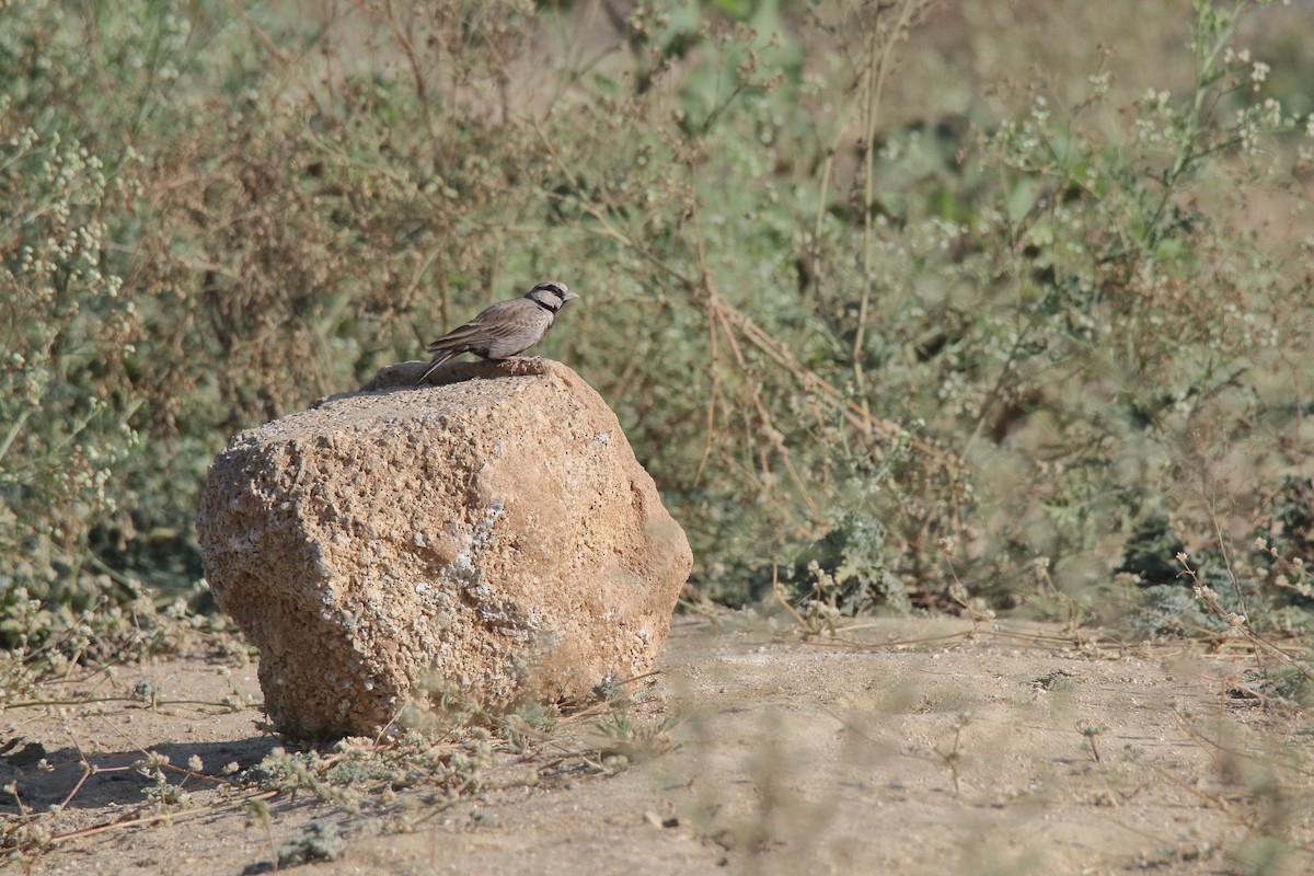 Ashy-crowned Sparrow-Lark - Harshith JV