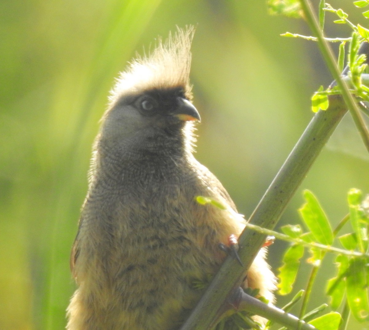 Speckled Mousebird - ML81880351