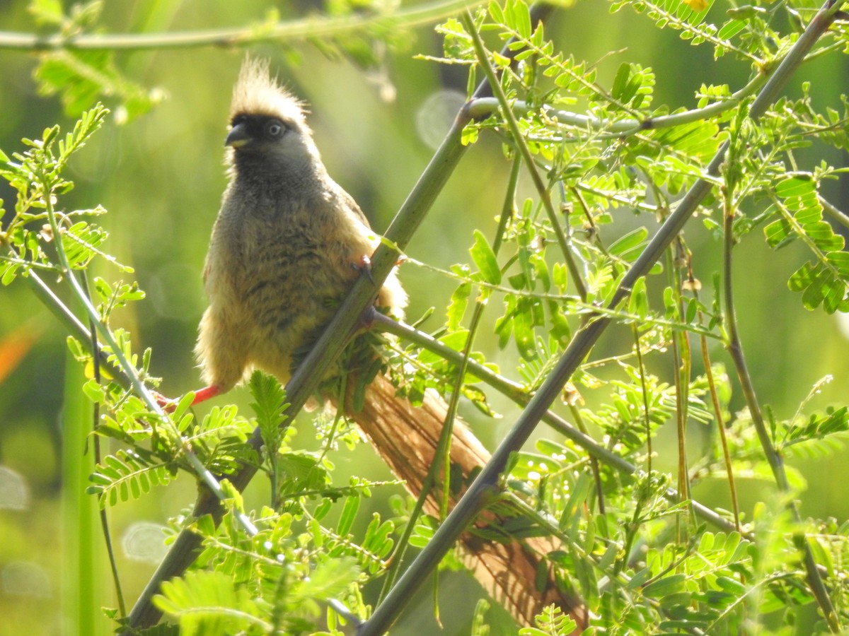 Speckled Mousebird - ML81880371