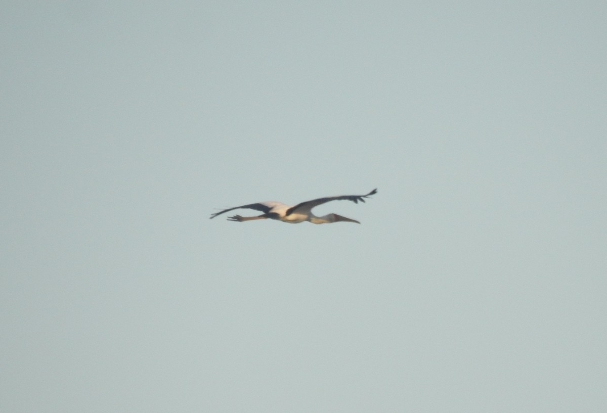 Yellow-billed Stork - ML81880381