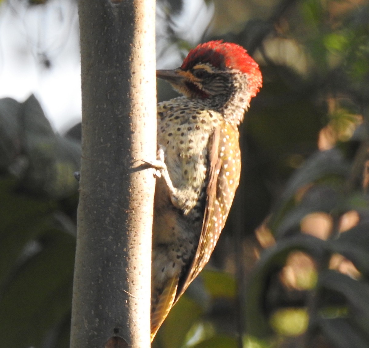 Nubian Woodpecker - ML81880781