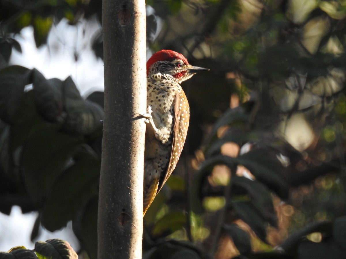 Nubian Woodpecker - bob butler