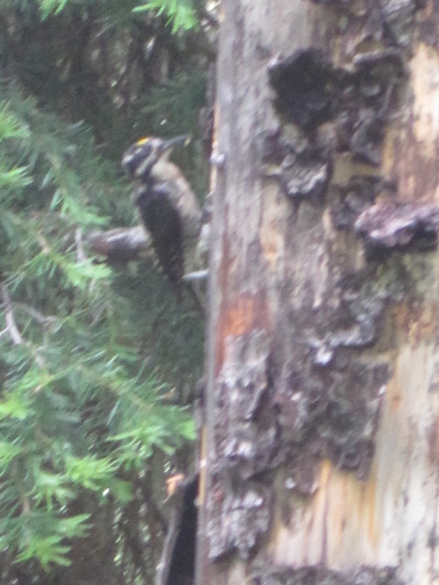American Three-toed Woodpecker - Rick Folkening
