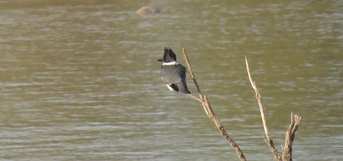Belted Kingfisher - ML81881661