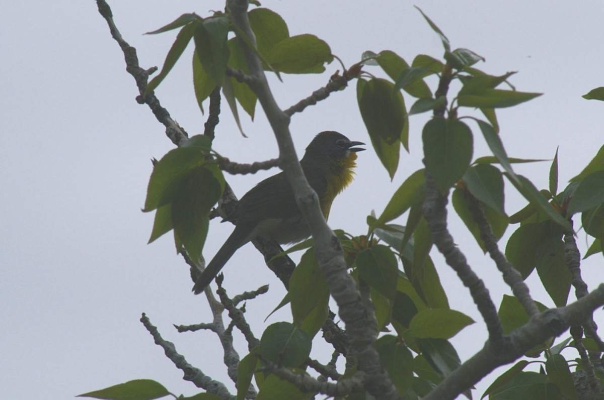 Yellow-breasted Chat - ML81882881