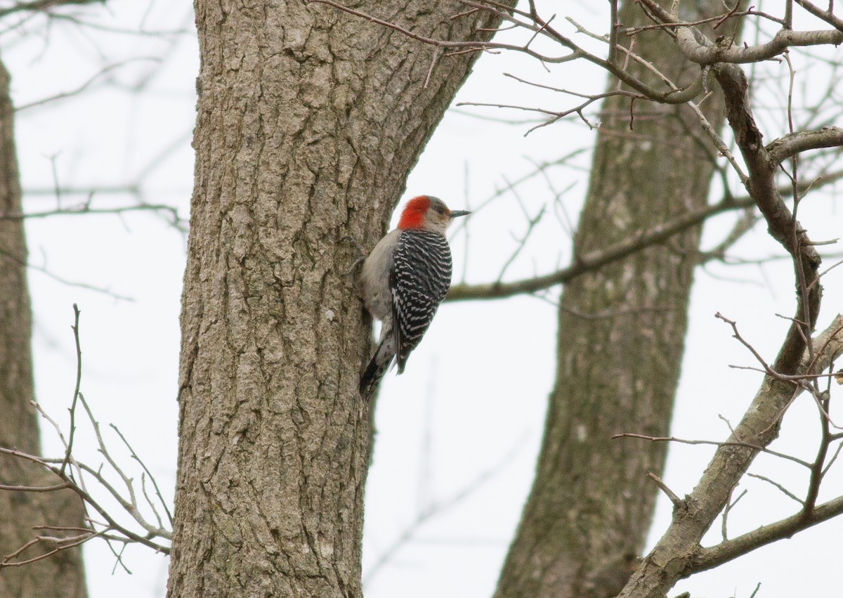 Red-bellied Woodpecker - Nick Pulcinella