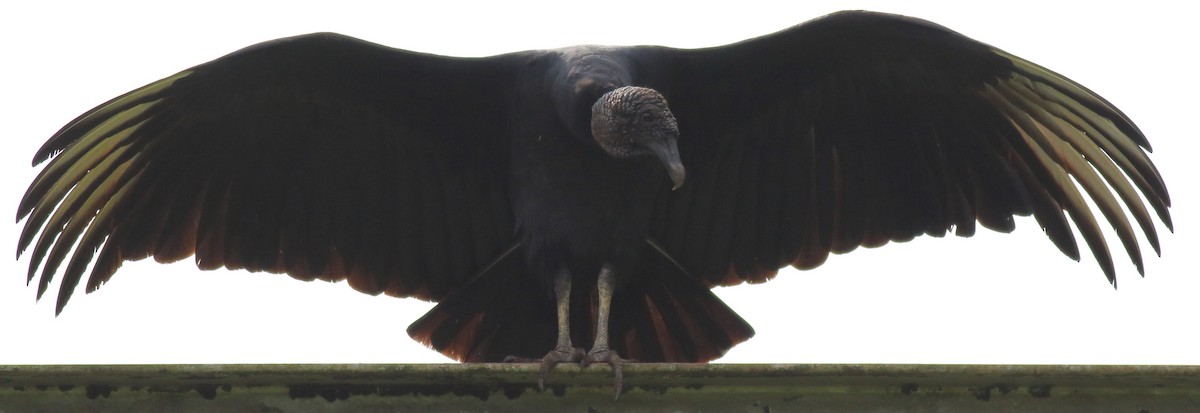 Black Vulture - Rick Folkening