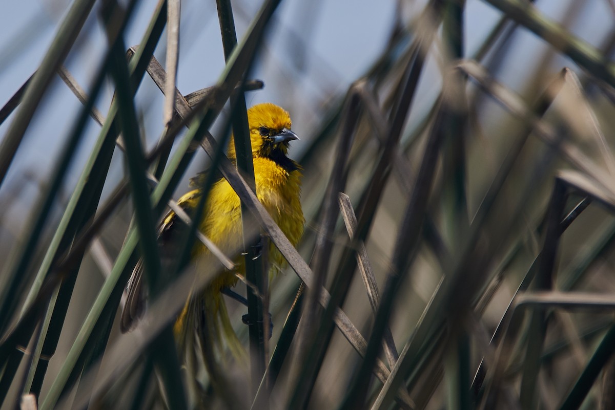 White-edged Oriole - Anonymous
