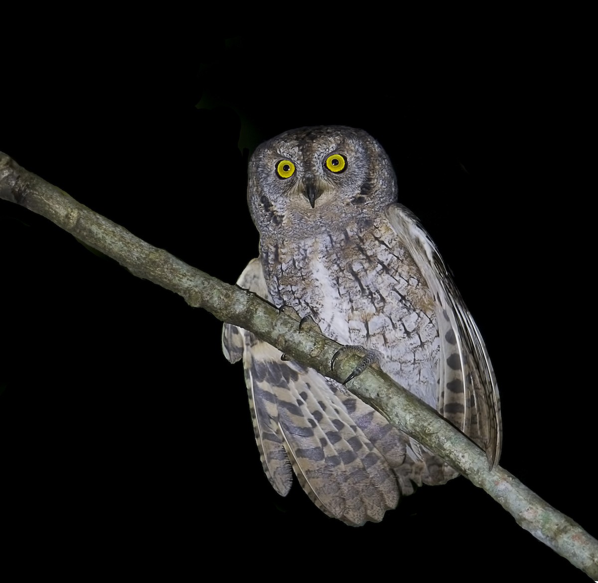 Oriental Scops-Owl - ML81885201