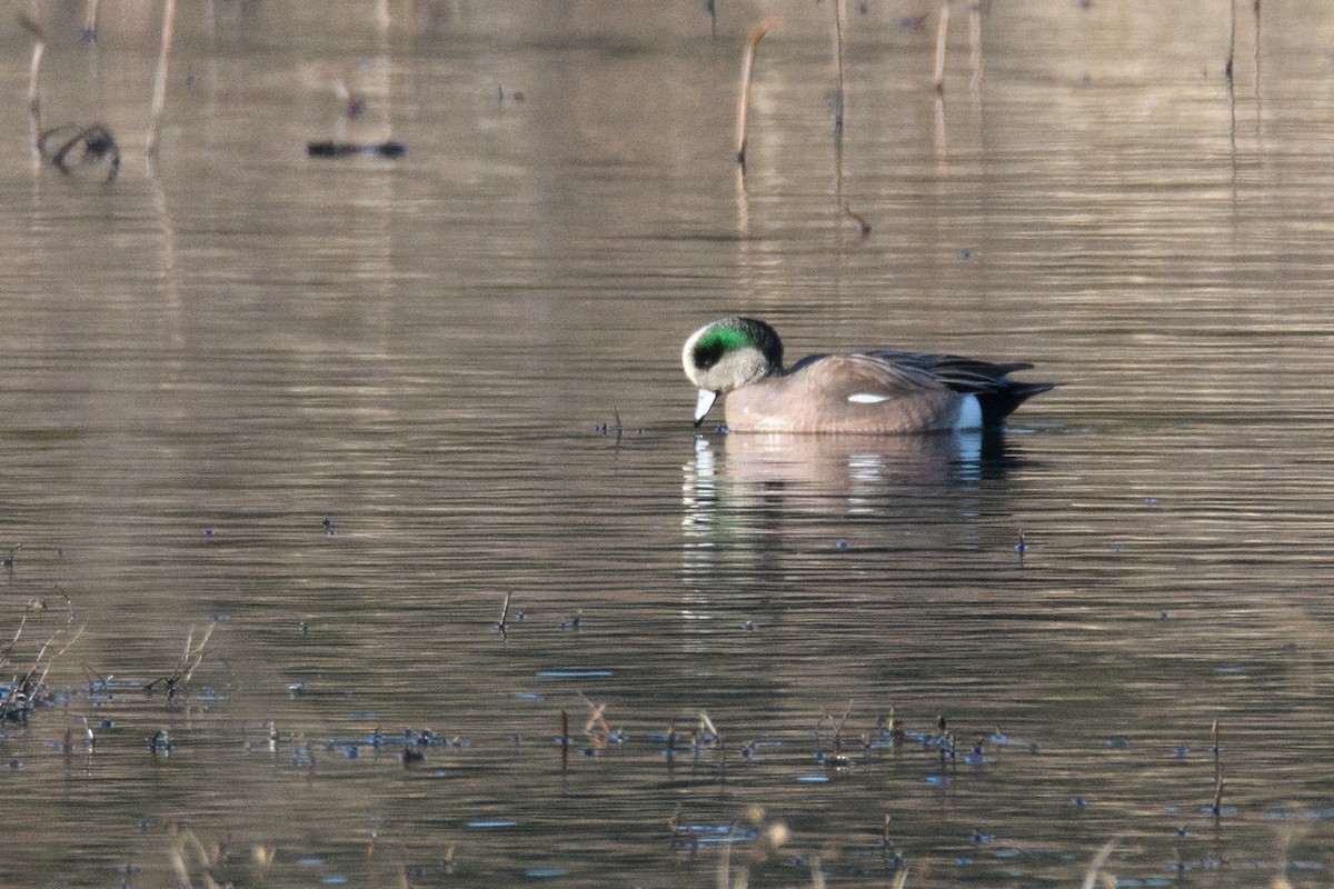 American Wigeon - Andrew  Baxter