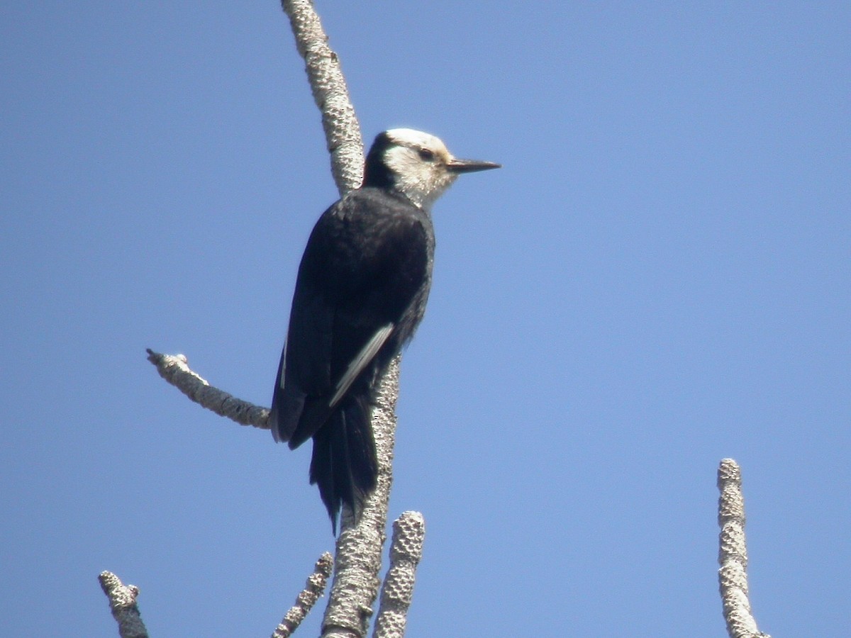 White-headed Woodpecker - John C Sullivan