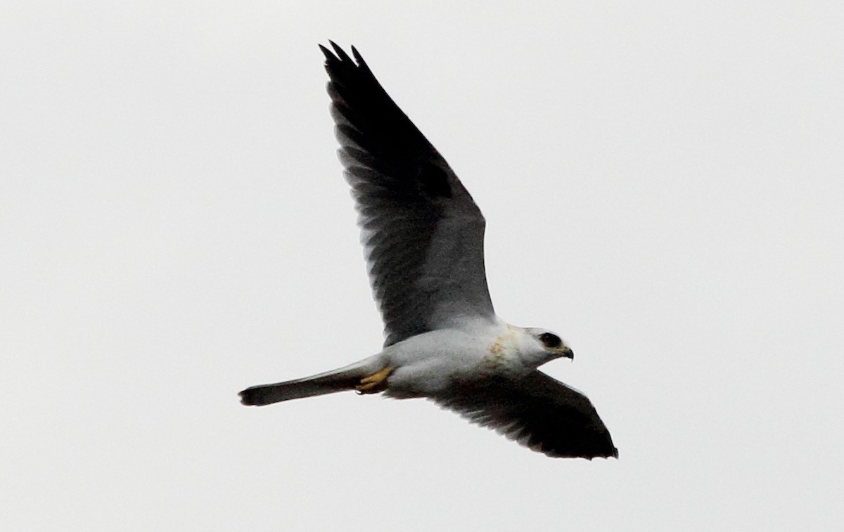 White-tailed Kite - Rick Folkening