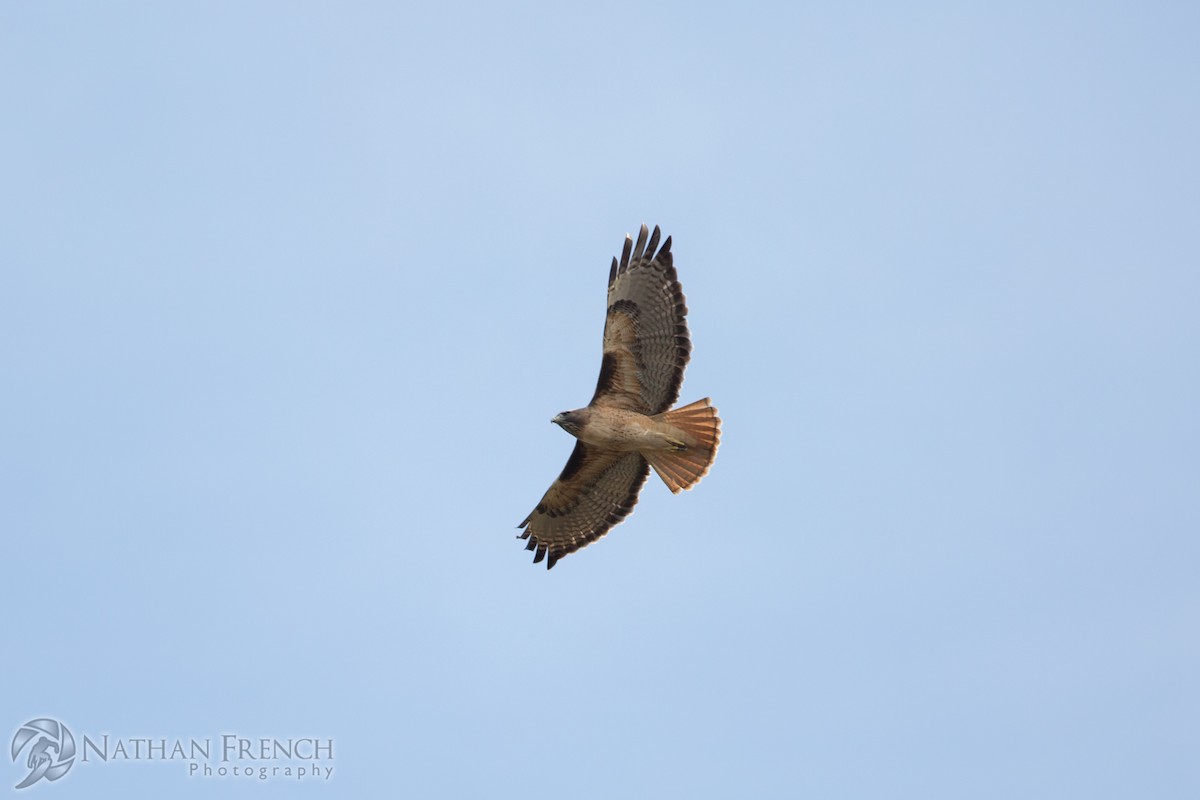 Red-tailed Hawk - ML81892401
