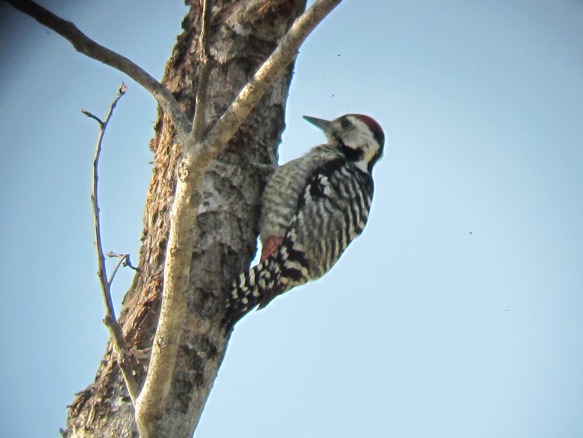 Freckle-breasted Woodpecker - Justyn Stahl