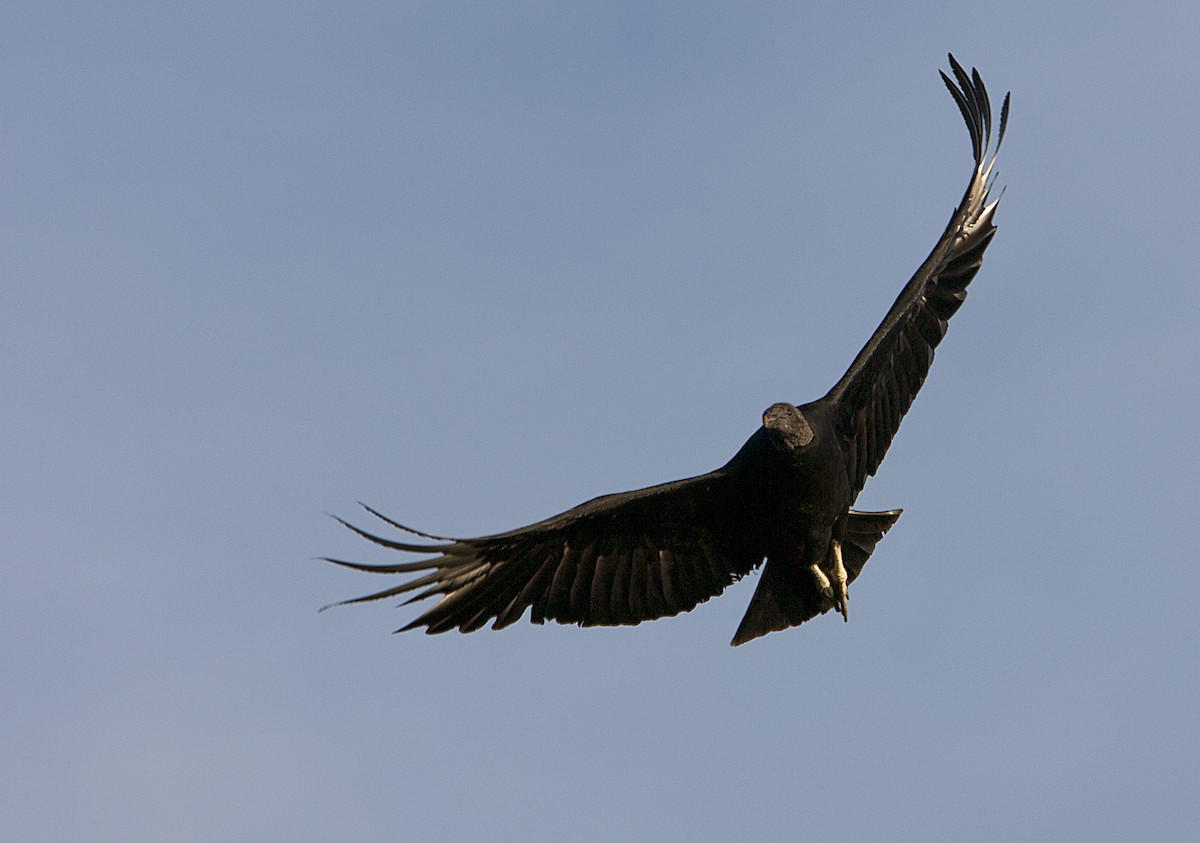 Black Vulture - Dominic Garcia-Hall