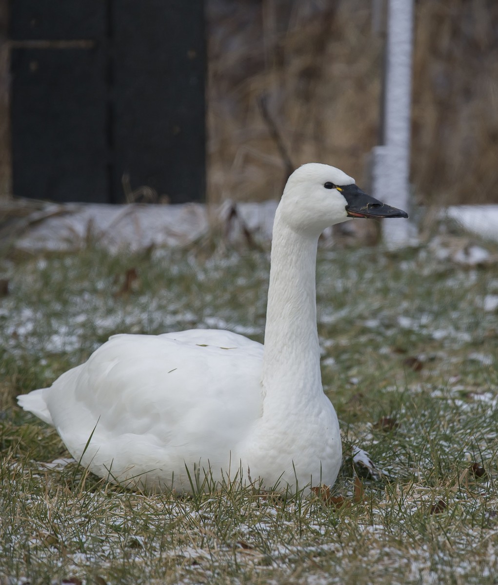 Tundra Swan - Ronnie d'Entremont