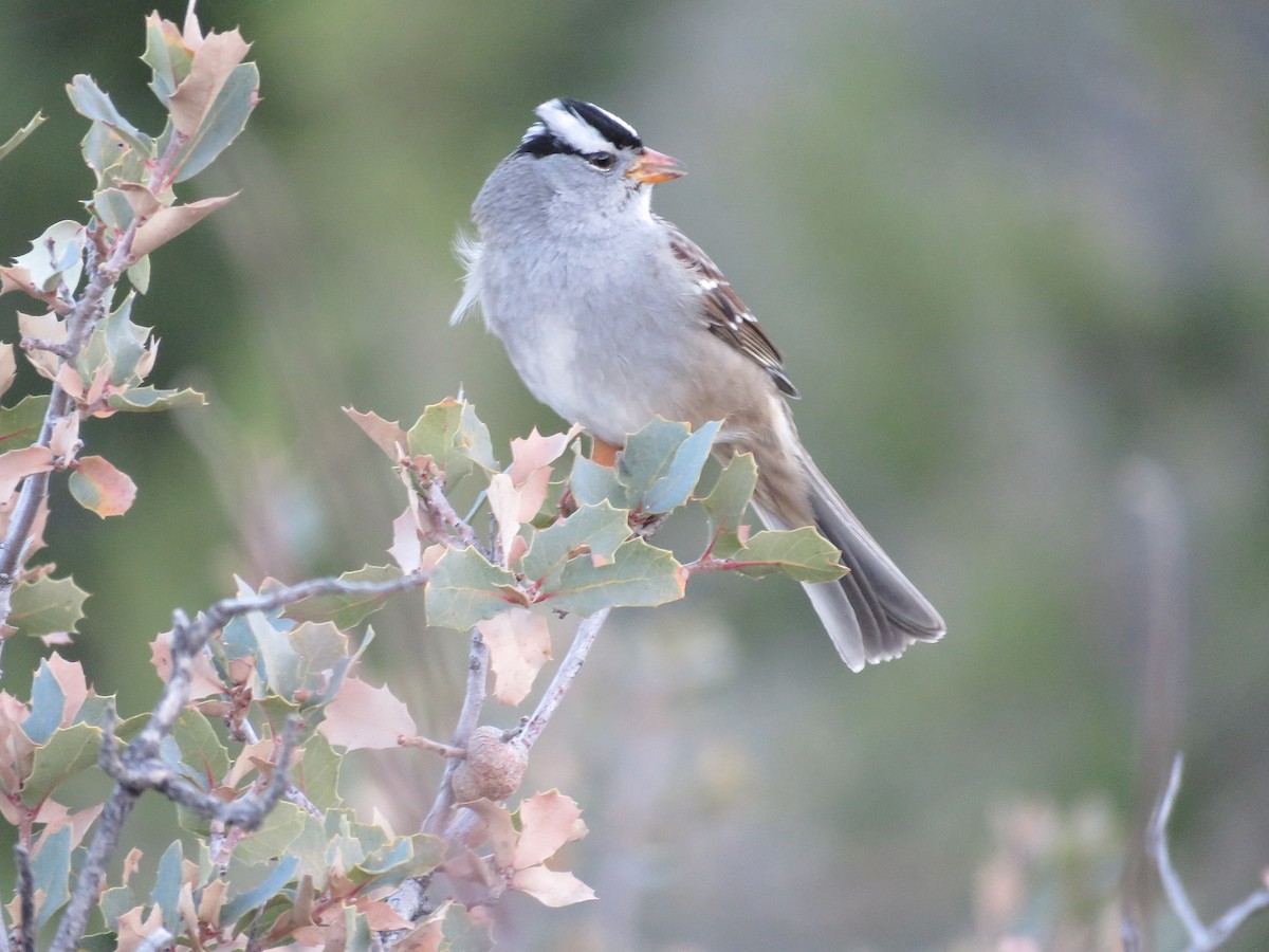 White-crowned Sparrow - ML81905291