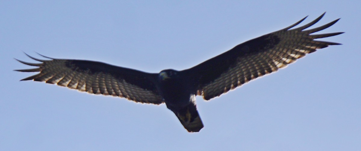 Zone-tailed Hawk - ML81908271