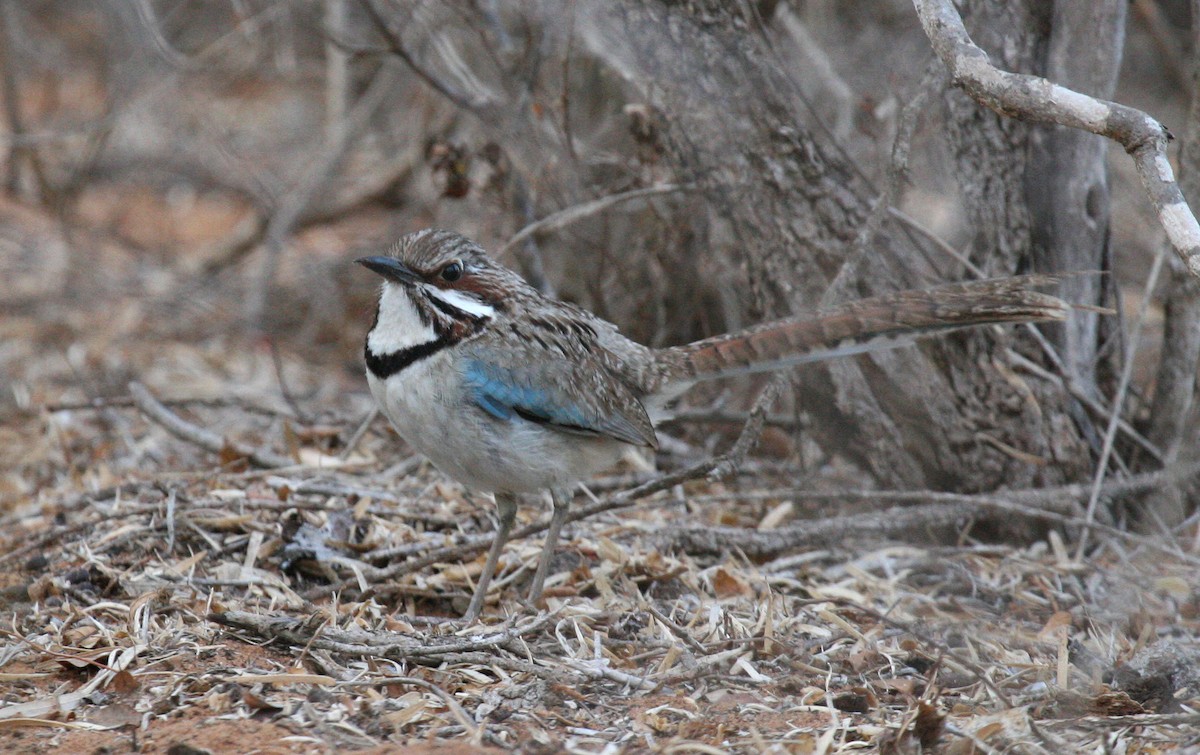 Long-tailed Ground-Roller - ML81910631