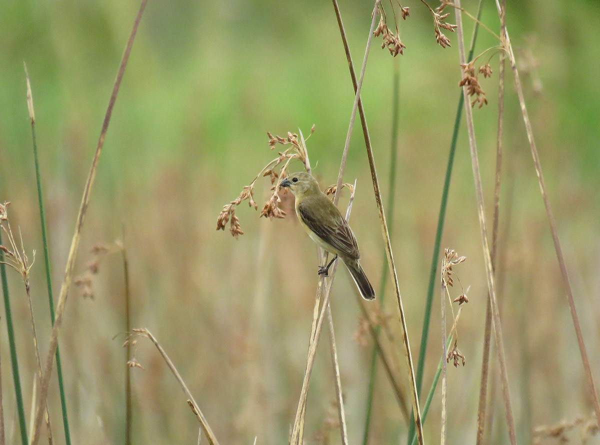 White-bellied Seedeater - ML81913481