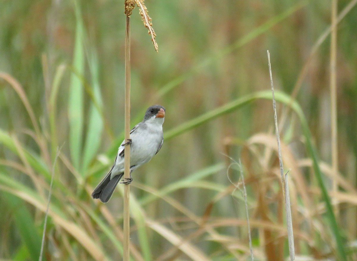 White-bellied Seedeater - ML81913511